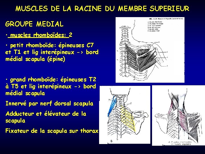 MUSCLES DE LA RACINE DU MEMBRE SUPERIEUR GROUPE MEDIAL • muscles rhomboïdes: 2 •