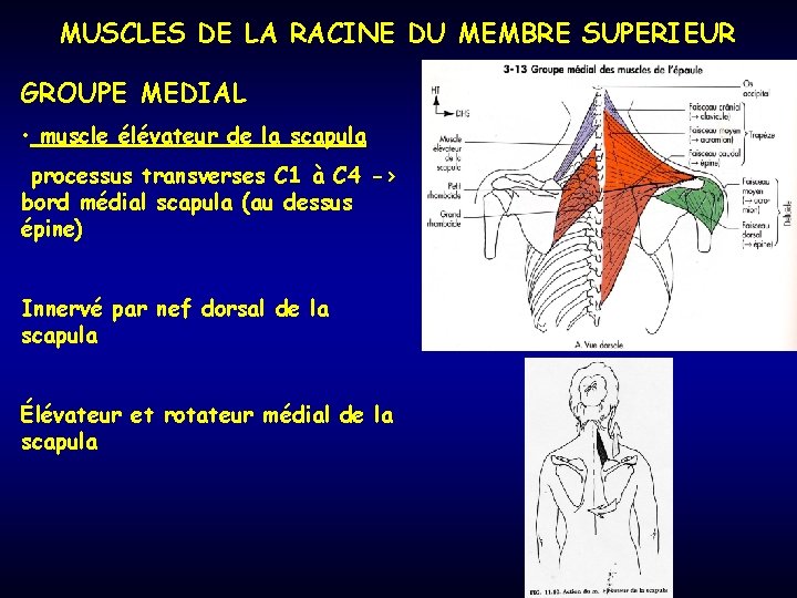 MUSCLES DE LA RACINE DU MEMBRE SUPERIEUR GROUPE MEDIAL • muscle élévateur de la