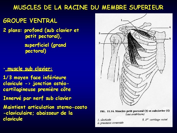 MUSCLES DE LA RACINE DU MEMBRE SUPERIEUR GROUPE VENTRAL 2 plans: profond (sub clavier
