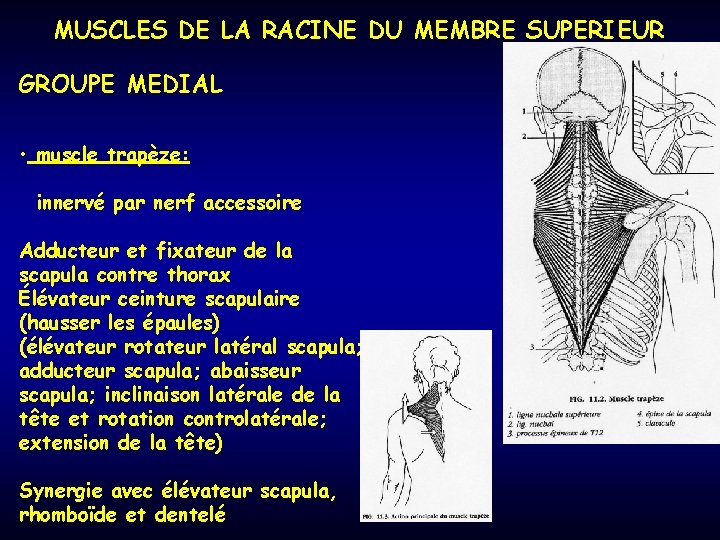 MUSCLES DE LA RACINE DU MEMBRE SUPERIEUR GROUPE MEDIAL • muscle trapèze: innervé par