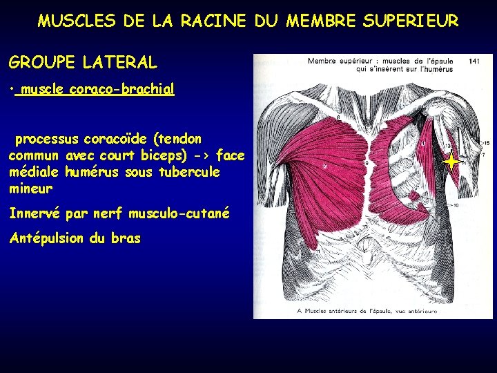 MUSCLES DE LA RACINE DU MEMBRE SUPERIEUR GROUPE LATERAL • muscle coraco-brachial processus coracoïde