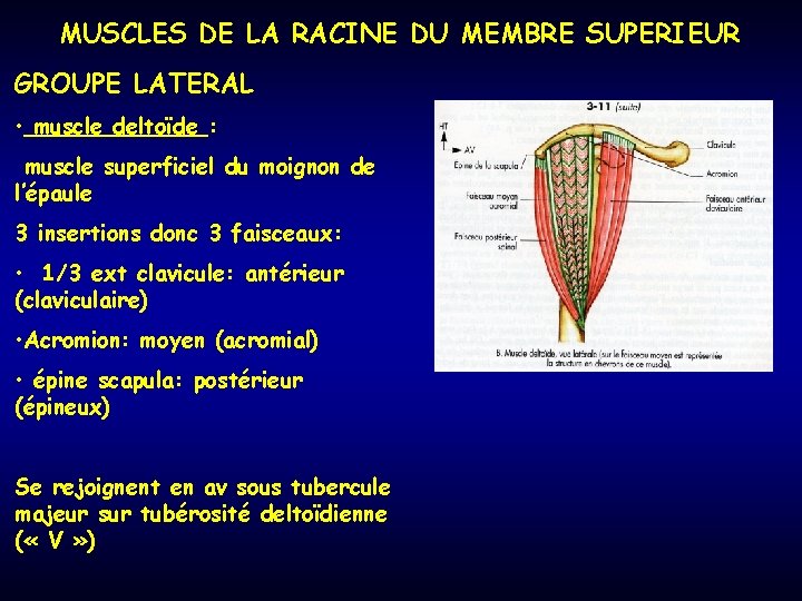 MUSCLES DE LA RACINE DU MEMBRE SUPERIEUR GROUPE LATERAL • muscle deltoïde : muscle