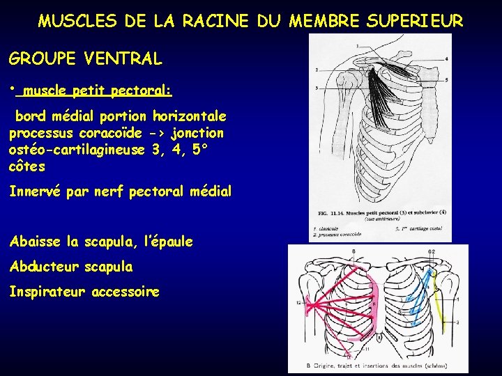 MUSCLES DE LA RACINE DU MEMBRE SUPERIEUR GROUPE VENTRAL • muscle petit pectoral: bord