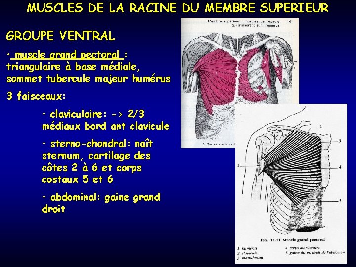 MUSCLES DE LA RACINE DU MEMBRE SUPERIEUR GROUPE VENTRAL • muscle grand pectoral :