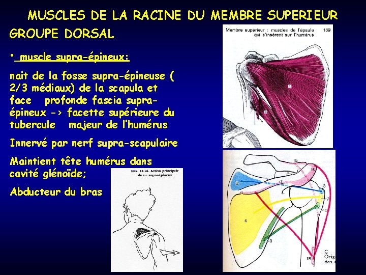 MUSCLES DE LA RACINE DU MEMBRE SUPERIEUR GROUPE DORSAL • muscle supra-épineux: nait de