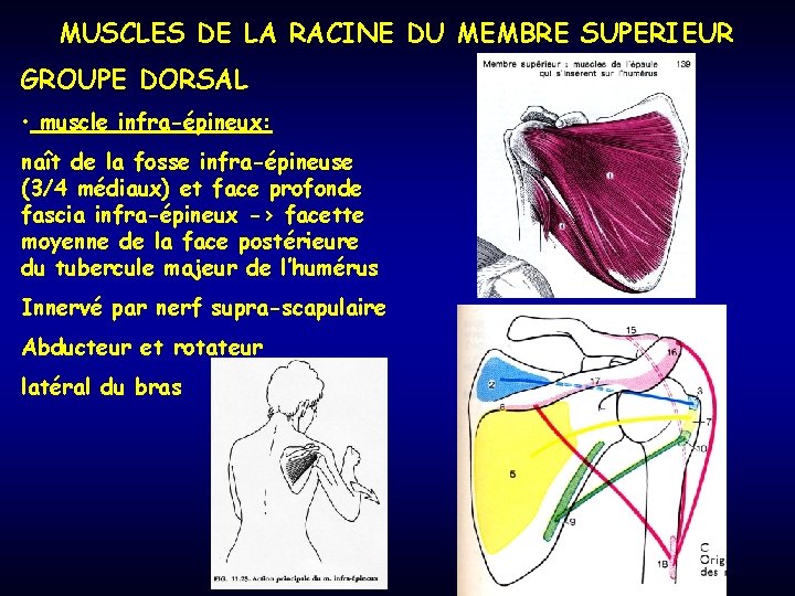 MUSCLES DE LA RACINE DU MEMBRE SUPERIEUR GROUPE DORSAL • muscle infra-épineux: naît de