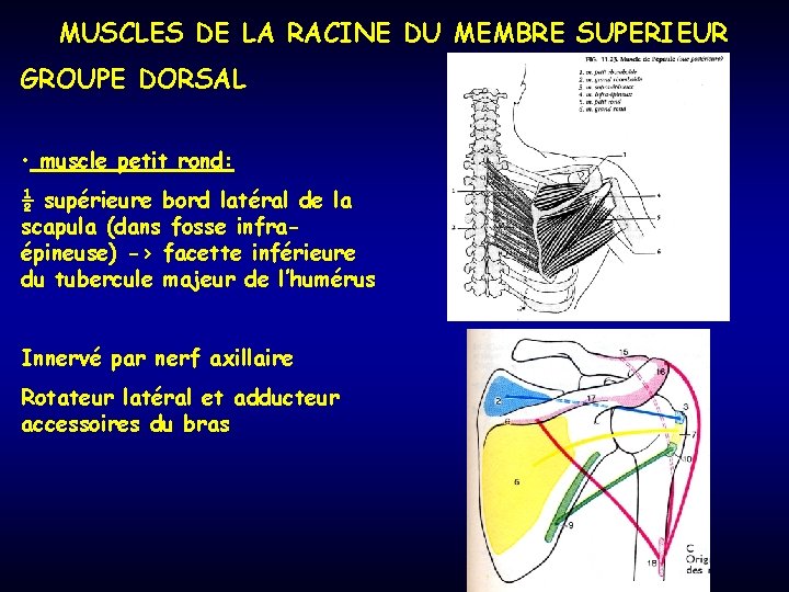 MUSCLES DE LA RACINE DU MEMBRE SUPERIEUR GROUPE DORSAL • muscle petit rond: ½