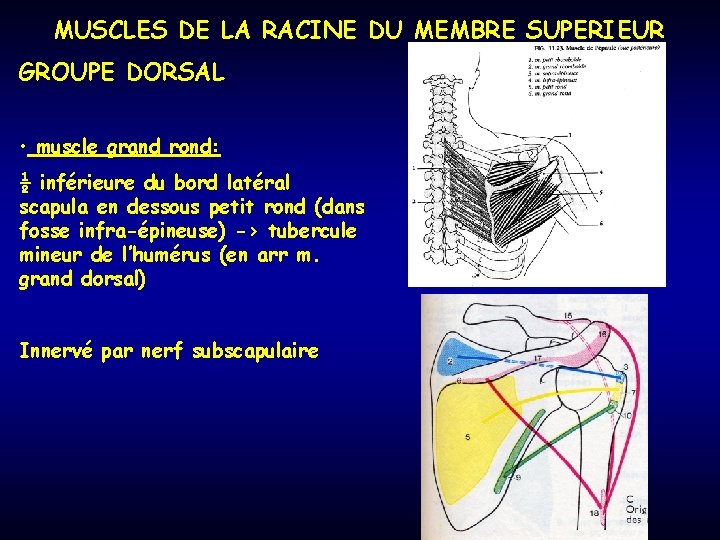 MUSCLES DE LA RACINE DU MEMBRE SUPERIEUR GROUPE DORSAL • muscle grand rond: ½