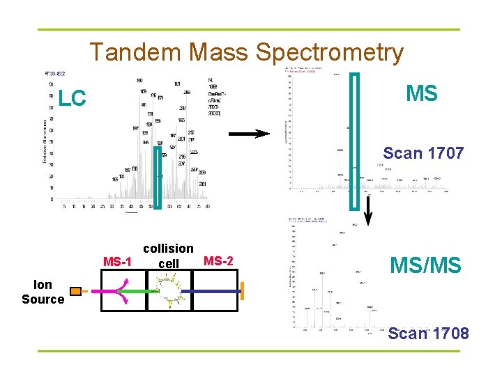 Tandem Mass Spectrometry MS LC Scan 1707 collision MS-2 MS-1 cell MS/MS Ion Source