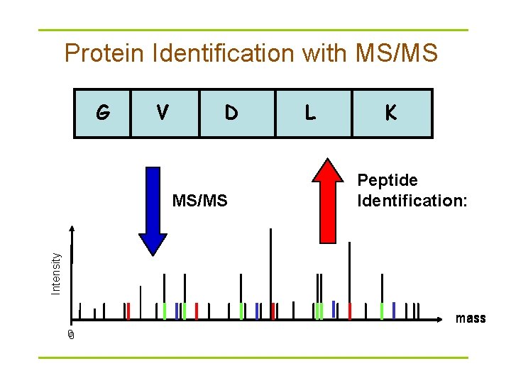 Protein Identification with MS/MS G V D K Peptide Identification: Intensity MS/MS L mass