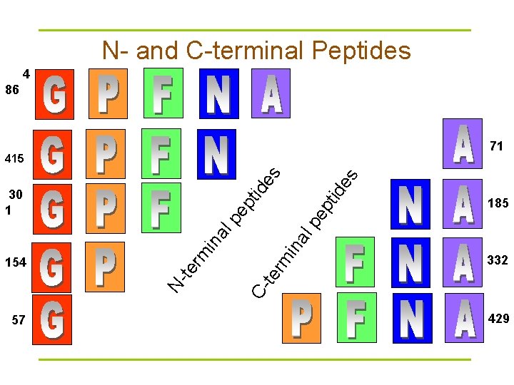 N- and C-terminal Peptides 4 86 71 ep pt 57 185 lp pe ina