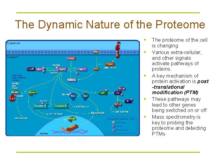 The Dynamic Nature of the Proteome § § § The proteome of the cell