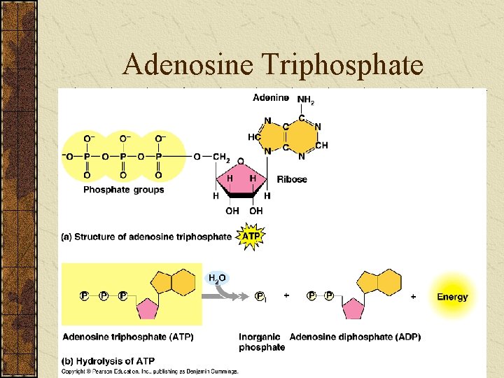 Adenosine Triphosphate 