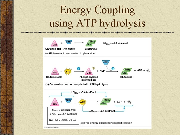 Energy Coupling using ATP hydrolysis 