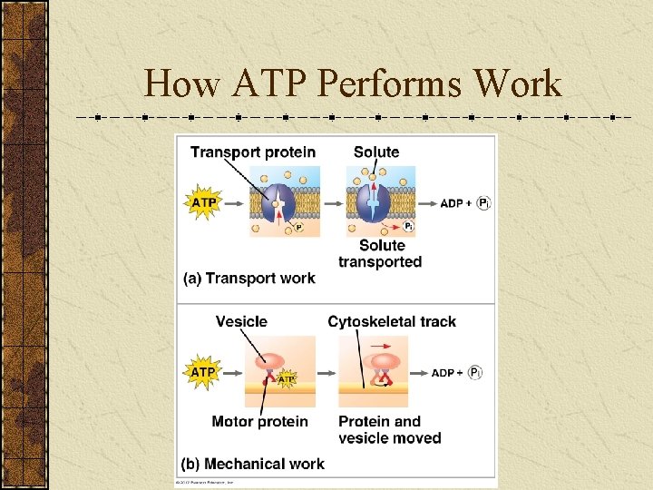 How ATP Performs Work 