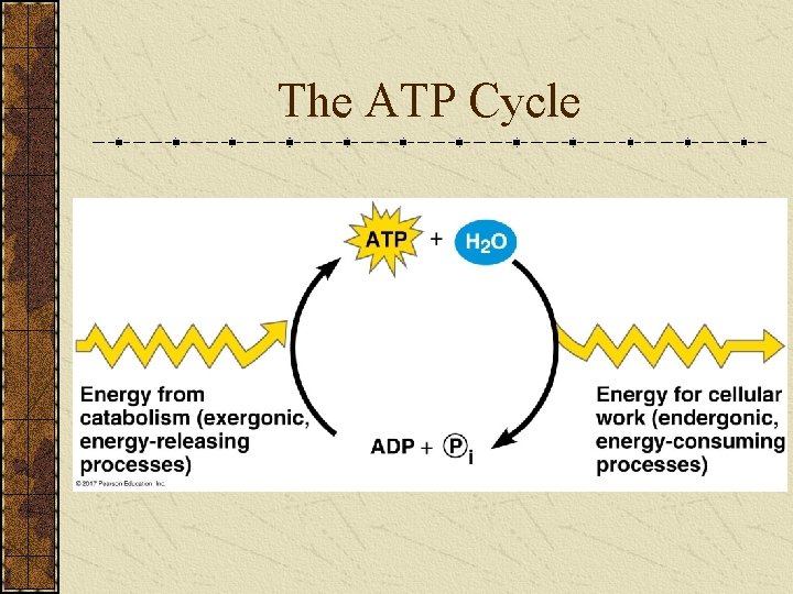 The ATP Cycle 