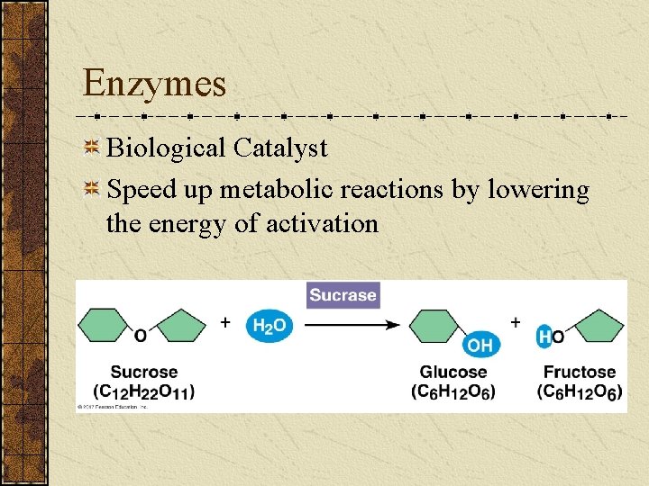 Enzymes Biological Catalyst Speed up metabolic reactions by lowering the energy of activation 