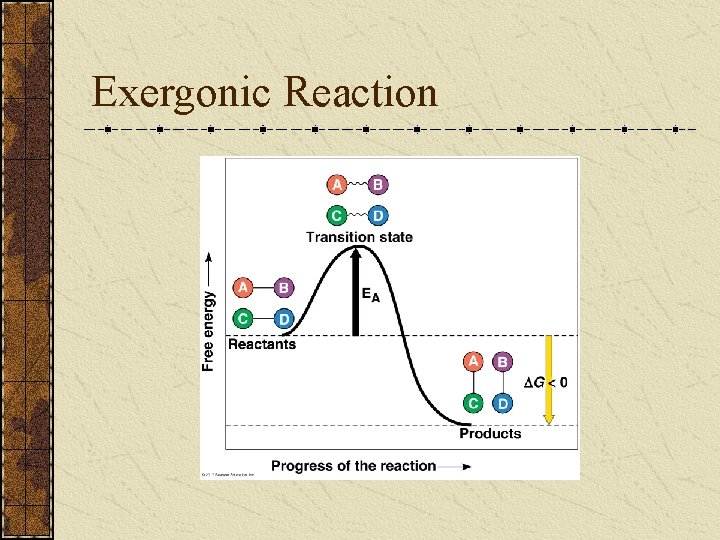 Exergonic Reaction 