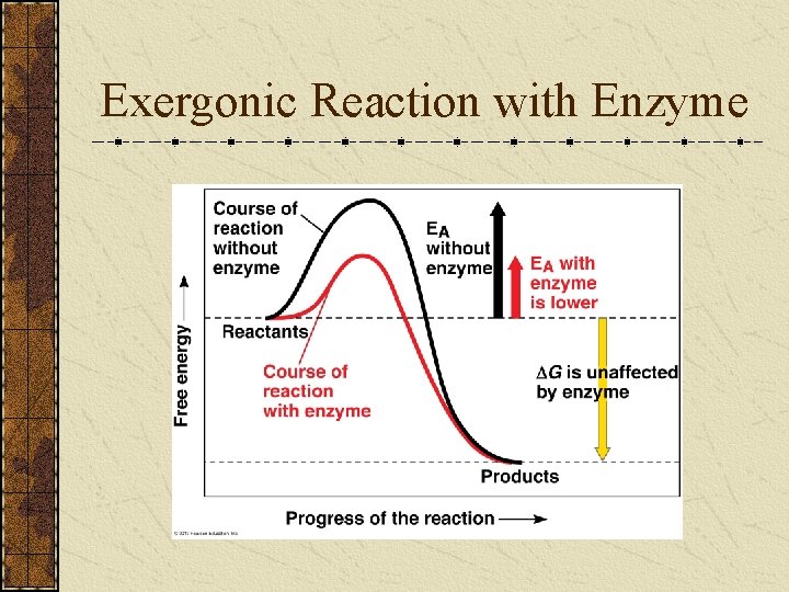 Exergonic Reaction with Enzyme 