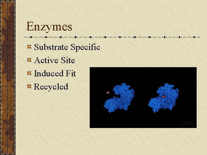 Enzymes Substrate Specific Active Site Induced Fit Recycled 