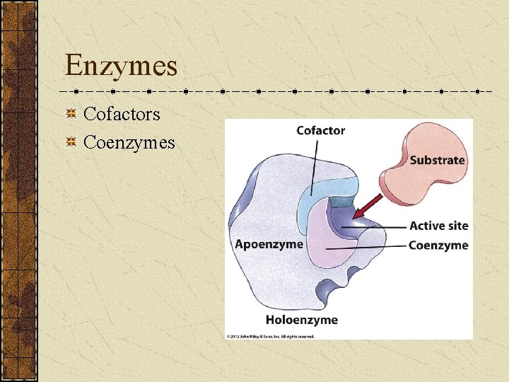 Enzymes Cofactors Coenzymes 