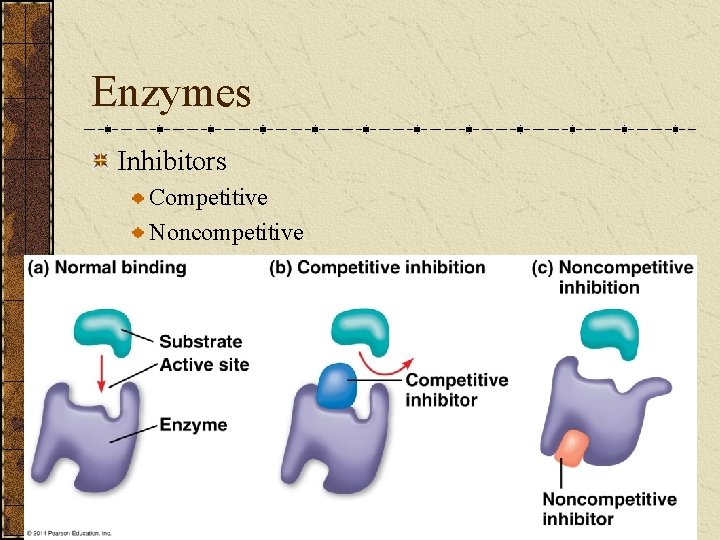 Enzymes Inhibitors Competitive Noncompetitive 
