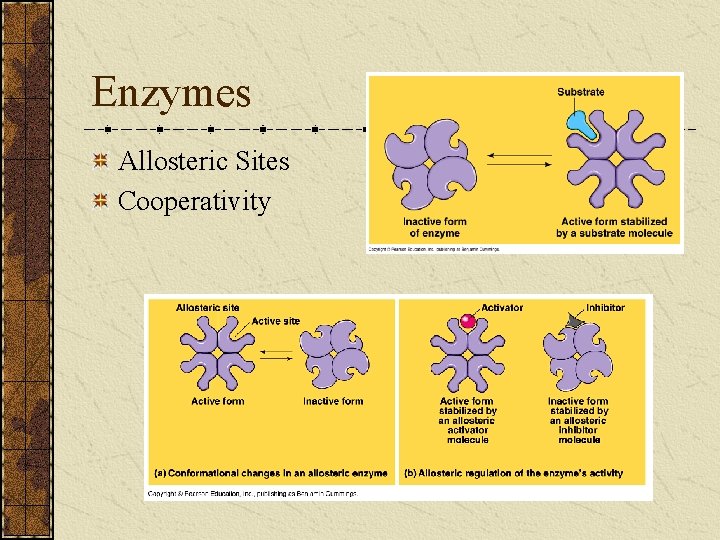 Enzymes Allosteric Sites Cooperativity 