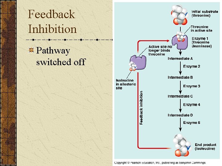 Feedback Inhibition Pathway switched off 