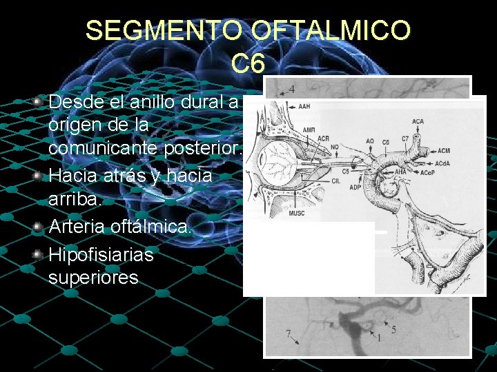 SEGMENTO OFTALMICO C 6 Desde el anillo dural a origen de la comunicante posterior.