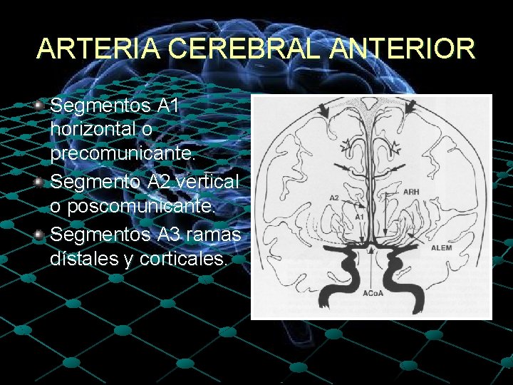 ARTERIA CEREBRAL ANTERIOR Segmentos A 1 horizontal o precomunicante. Segmento A 2 vertical o