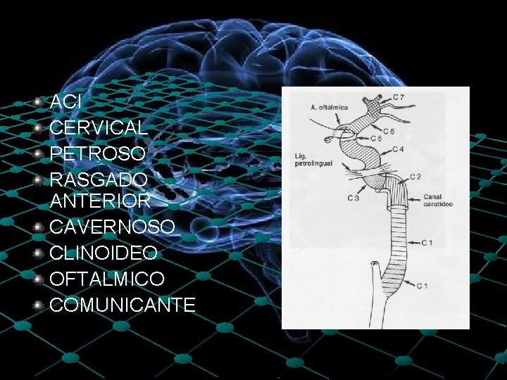 ACI CERVICAL PETROSO RASGADO ANTERIOR CAVERNOSO CLINOIDEO OFTALMICO COMUNICANTE 