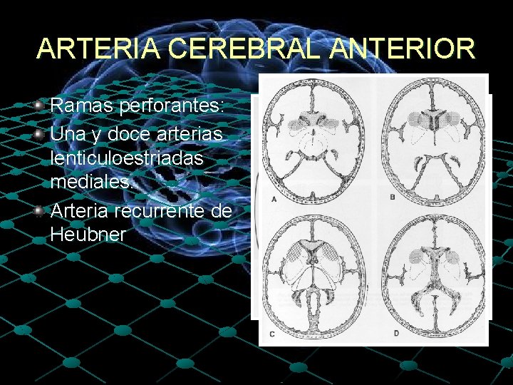 ARTERIA CEREBRAL ANTERIOR Ramas perforantes: Una y doce arterias lenticuloestriadas mediales. Arteria recurrente de