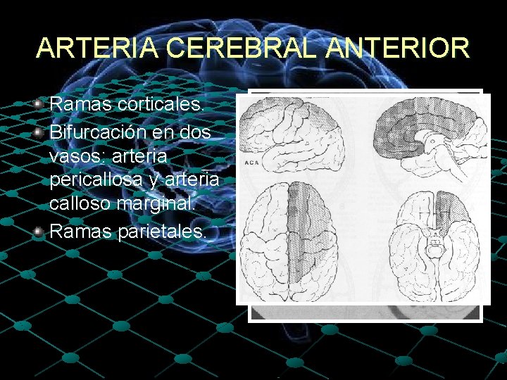 ARTERIA CEREBRAL ANTERIOR Ramas corticales. Bifurcación en dos vasos: arteria pericallosa y arteria calloso