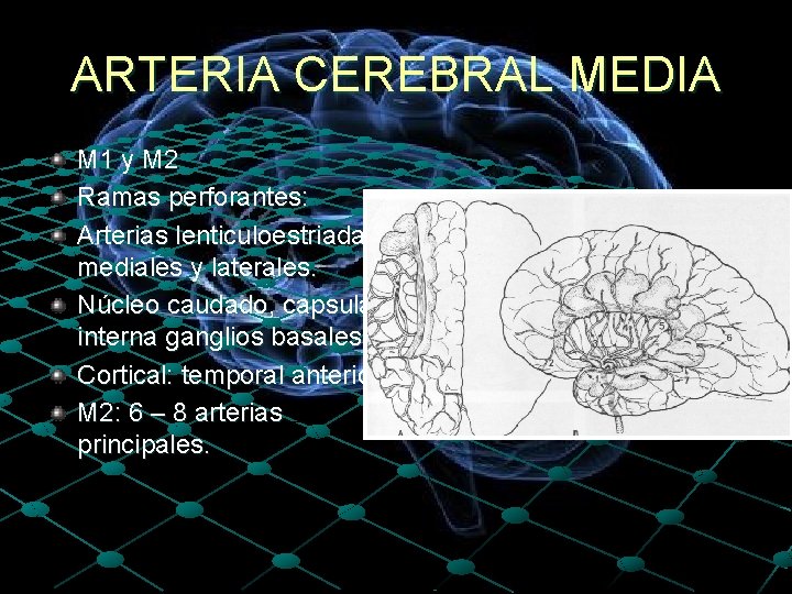 ARTERIA CEREBRAL MEDIA M 1 y M 2 Ramas perforantes: Arterias lenticuloestriadas mediales y