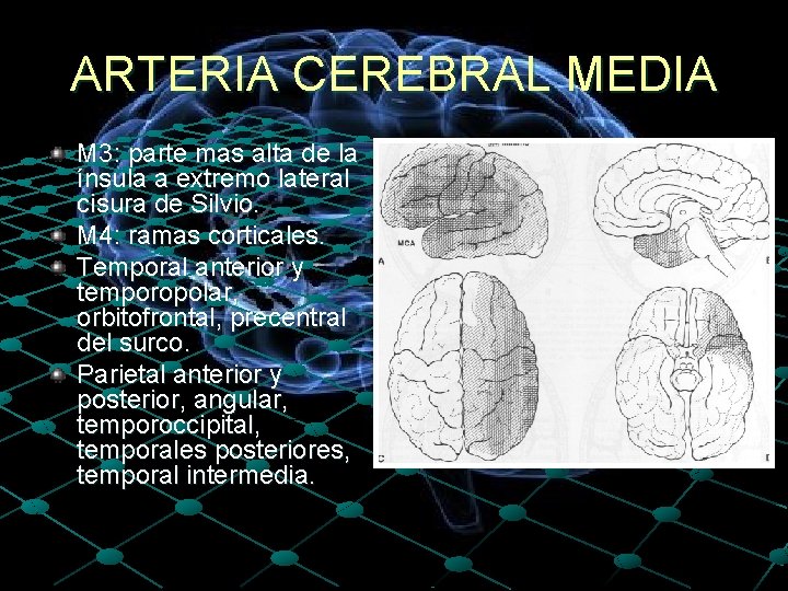 ARTERIA CEREBRAL MEDIA M 3: parte mas alta de la ínsula a extremo lateral