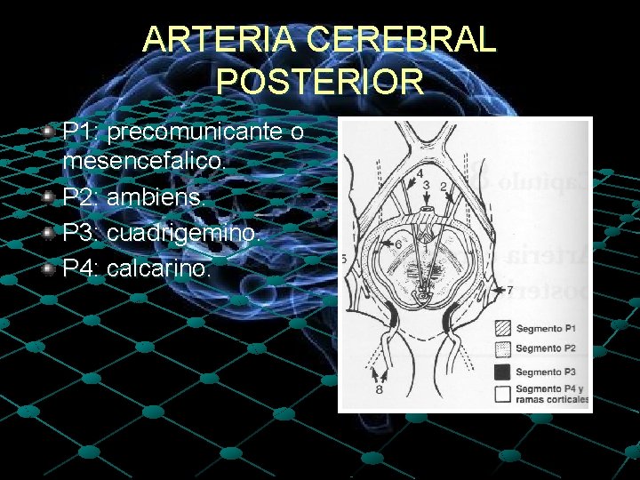 ARTERIA CEREBRAL POSTERIOR P 1: precomunicante o mesencefalico. P 2: ambiens. P 3: cuadrigemino.