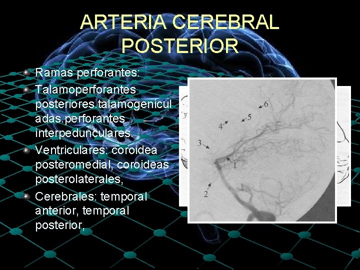 ARTERIA CEREBRAL POSTERIOR Ramas perforantes: Talamoperforantes posteriores. talamogenicul adas. perforantes interpedunculares. Ventriculares: coroidea posteromedial,