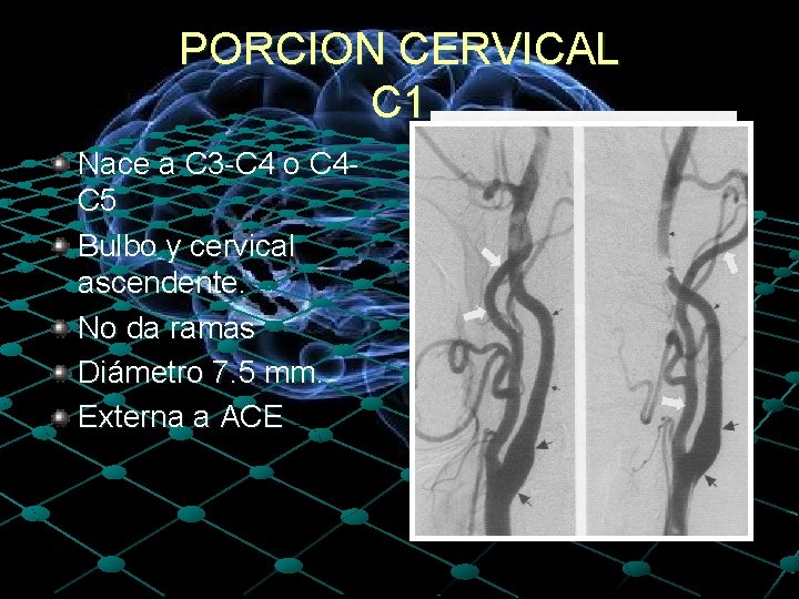 PORCION CERVICAL C 1 Nace a C 3 -C 4 o C 4 C