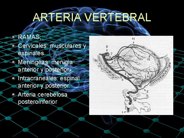 ARTERIA VERTEBRAL RAMAS; Cervicales: musculares y espinales. Meningeas: menigia anterior y posterior. Intracraneales: espinal