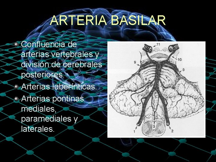 ARTERIA BASILAR Confluencia de arterias vertebrales y división de cerebrales posteriores. Arterias laberínticas. Arterias