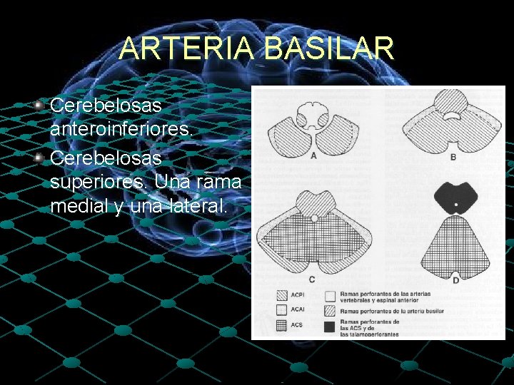 ARTERIA BASILAR Cerebelosas anteroinferiores. Cerebelosas superiores. Una rama medial y una lateral. 