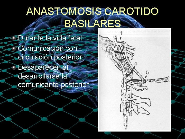 ANASTOMOSIS CAROTIDO BASILARES Durante la vida fetal Comunicación con circulación posterior. Desaparecen al desarrollarse