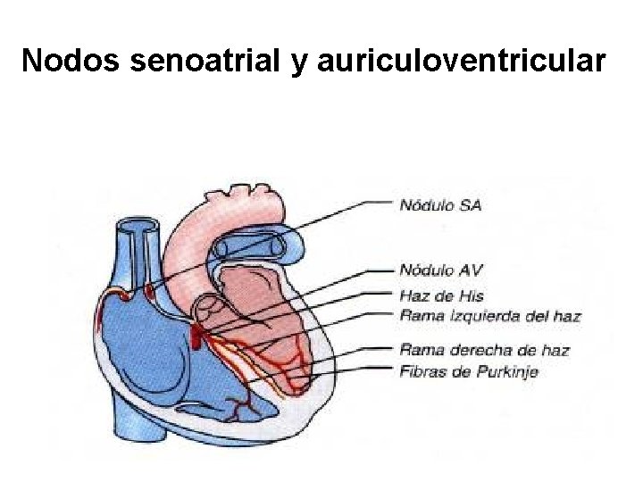 Nodos senoatrial y auriculoventricular 