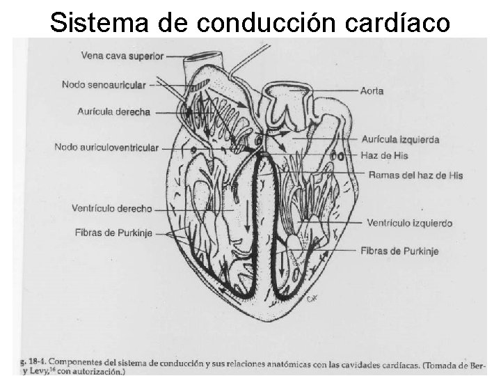 Sistema de conducción cardíaco 