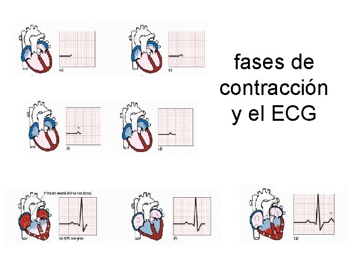 fases de contracción y el ECG 