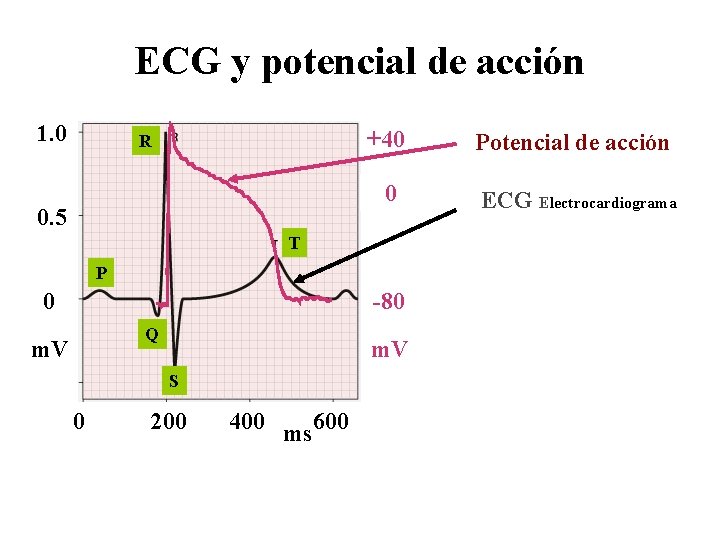 ECG y potencial de acción 1. 0 R 0. 5 +40 Potencial de acción