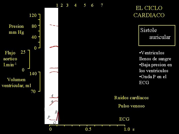 1 2 3 4 5 6 7 EL CICLO CARDIACO 120 Presion mm Hg