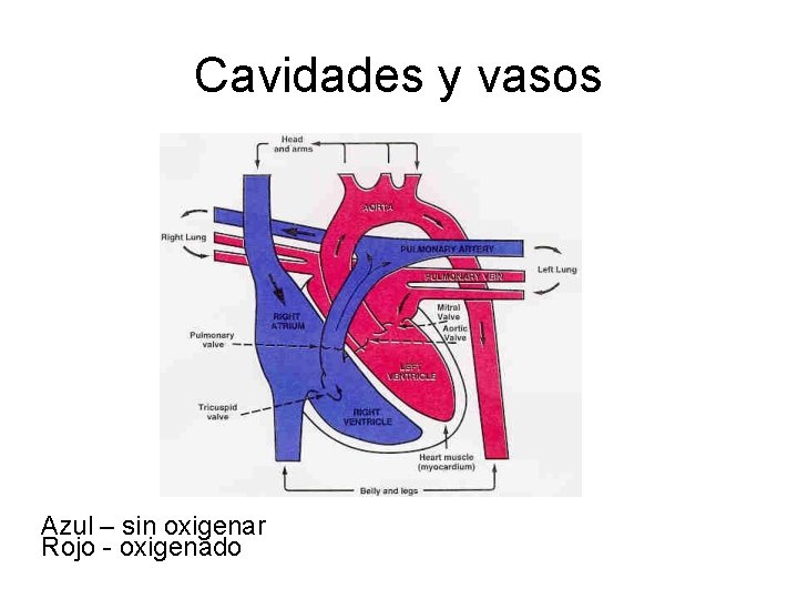 Cavidades y vasos Azul – sin oxigenar Rojo - oxigenado 