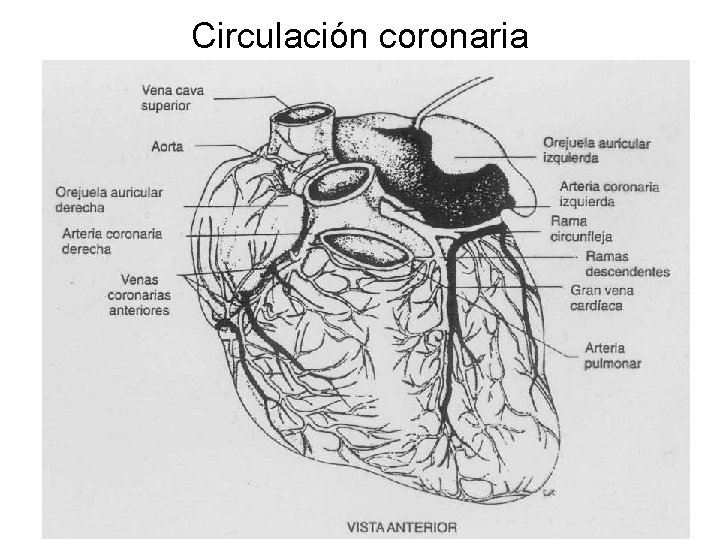 Circulación coronaria 