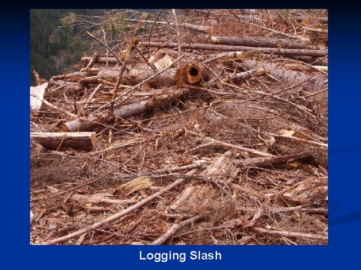 Logging Slash 